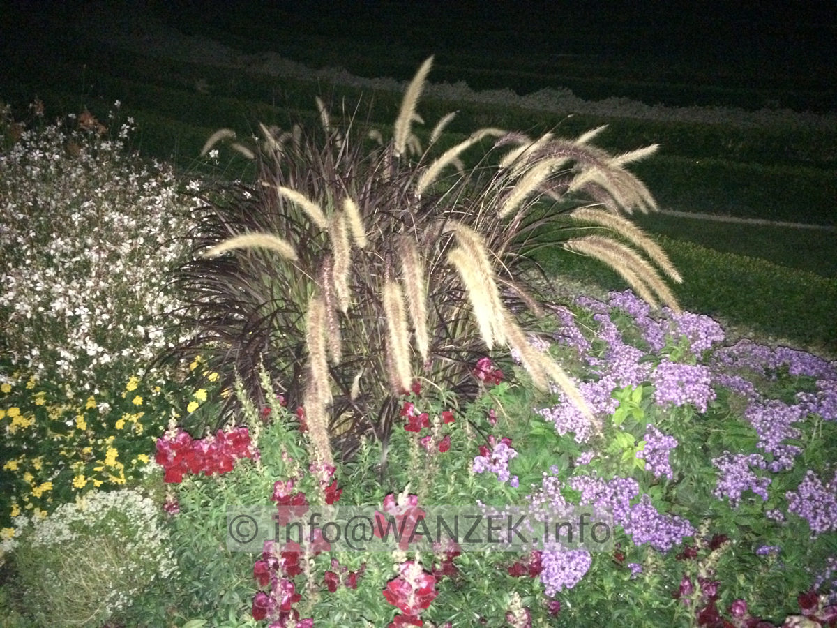 Pennisetum setaceum Rubrum 05.JPG